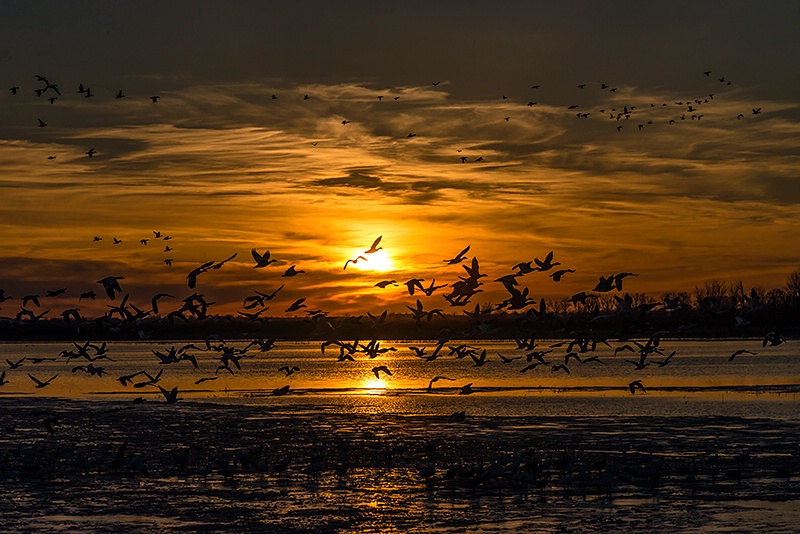 Geese Crossing