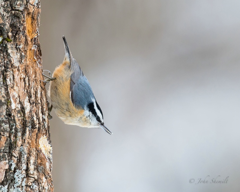 Red-breasted Nuthatch - Feb 16th, 2013 - ID: 13714394 © John Shemilt