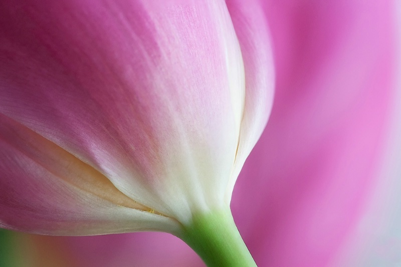 Tulips In The Pink