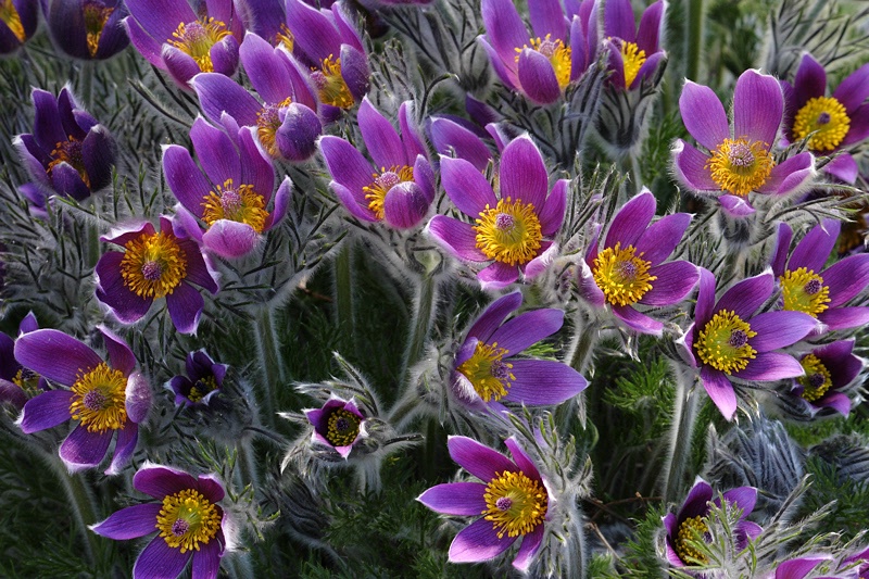 Pasque flowers #3