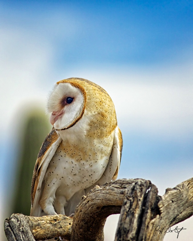 Young Barn Owl