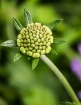 Young Gaillardia
