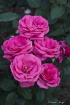 Roses at Fairfiel...