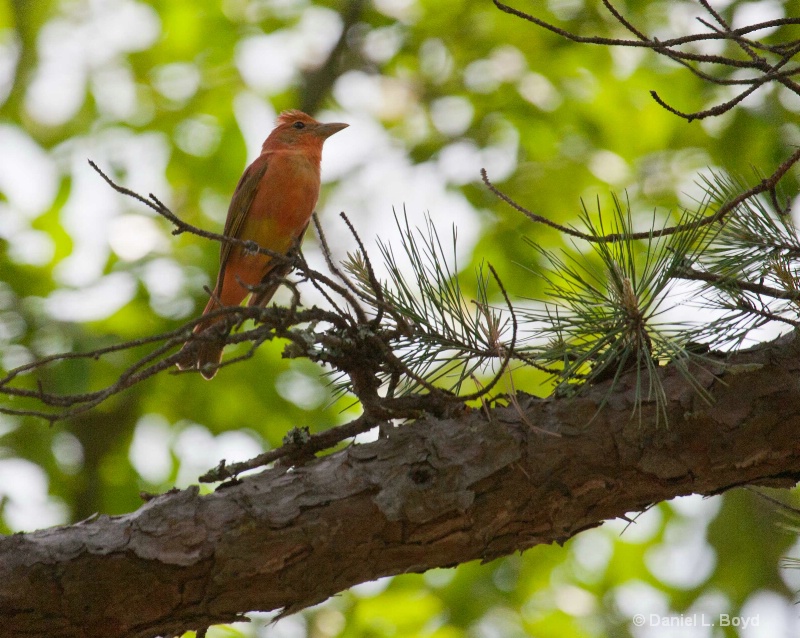 Summer Tanager