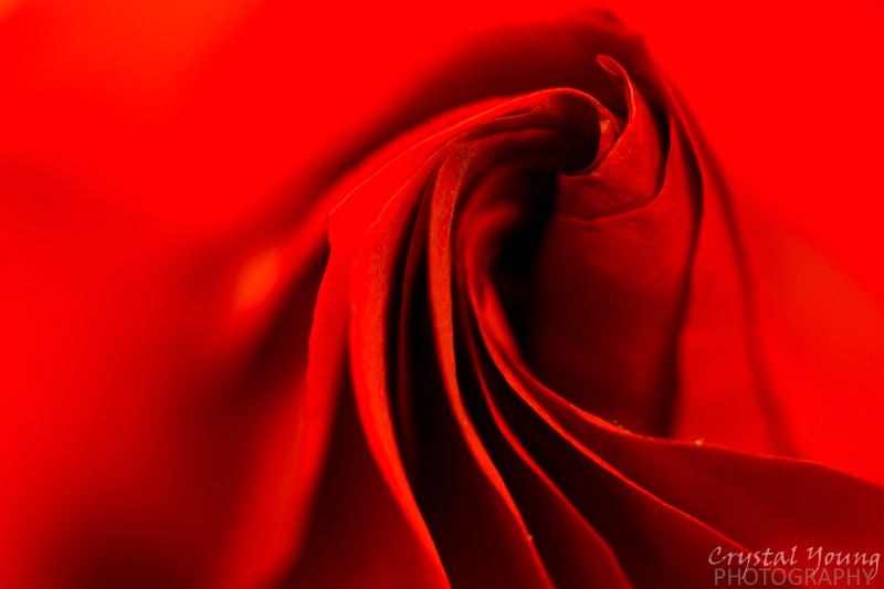 Red Rose Dancer