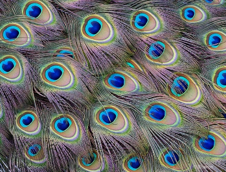 Peacock Eyes