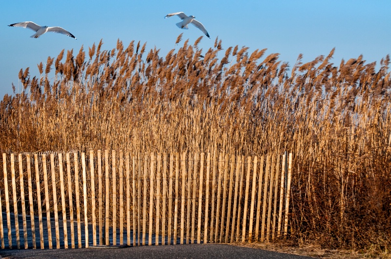 Gulls Over Reeds