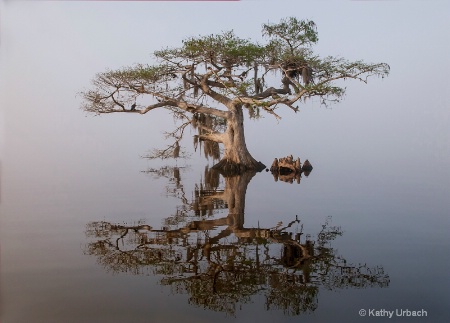 Good Morning, Blue Cypress Lake