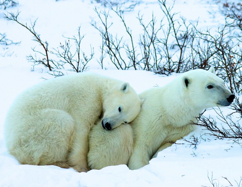 Arctic Love Story - ID: 13716116 © Emile Abbott
