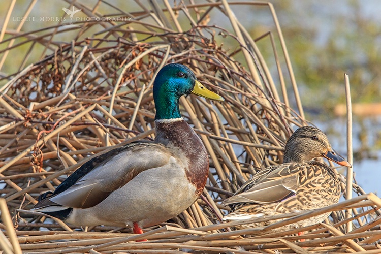 Pair of Mallards - ID: 13716127 © Leslie J. Morris