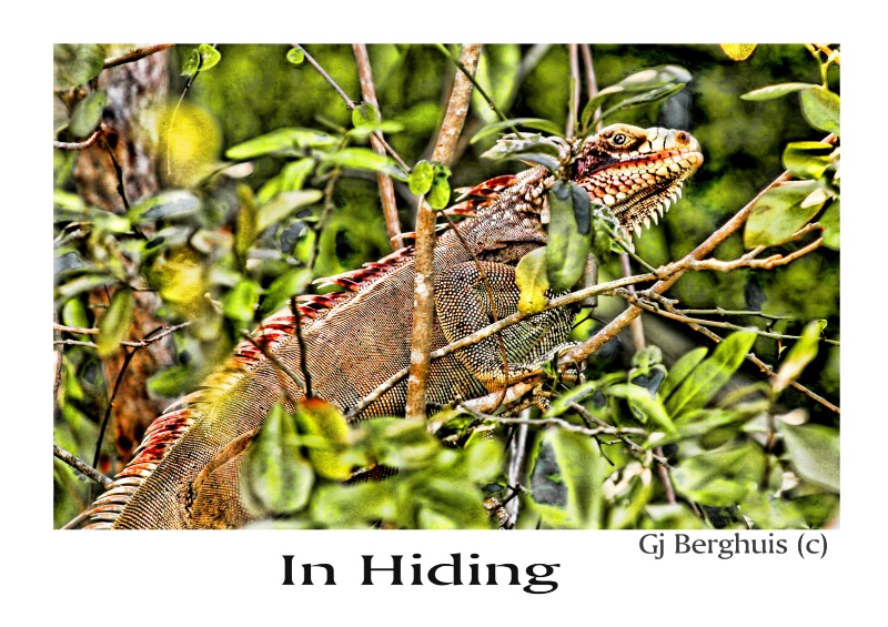 In Hiding #5154-4a-bf