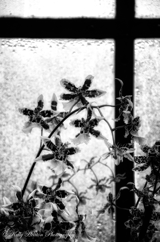 Rainy Window and Flowers