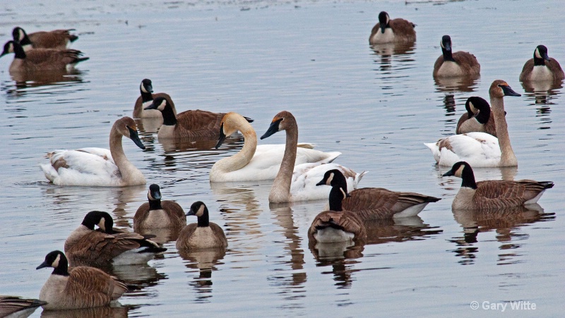 Beautiful  Swans