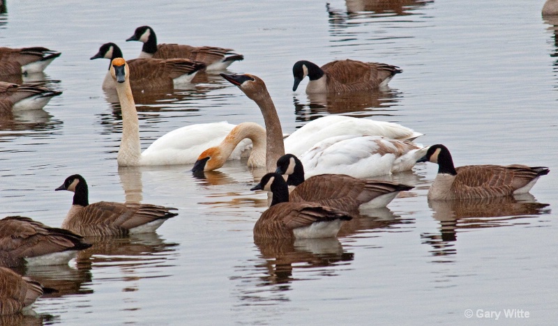 Trumpeter Swans