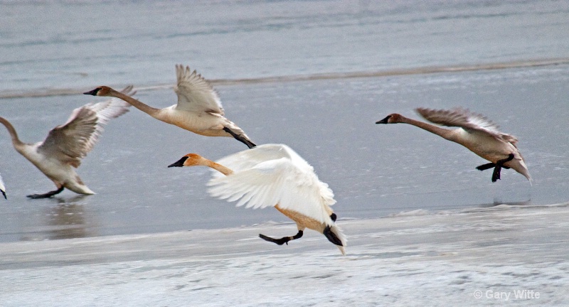 Incoming Trumpeter Swans