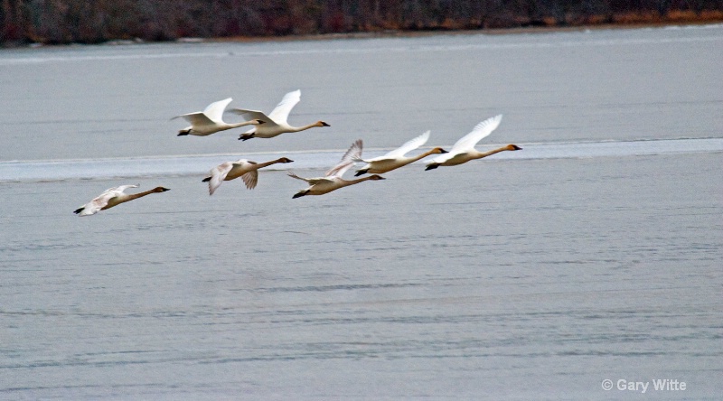 Swans In Flight