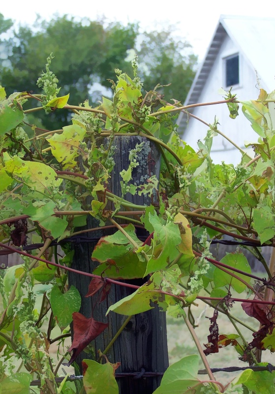 Fence Post Growth