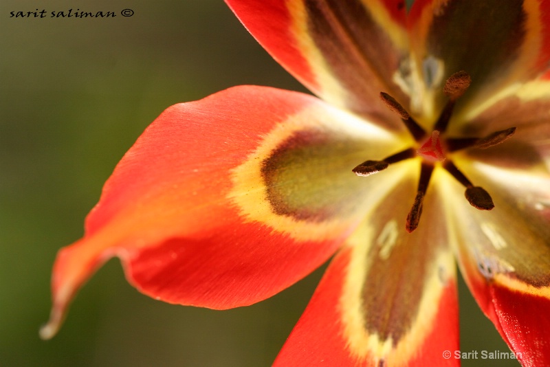 close up of yellow and red tulip