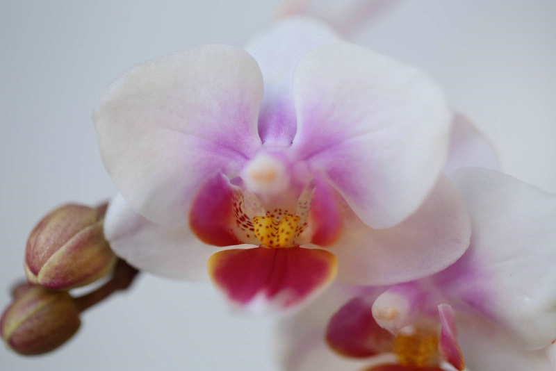 Orchid -Preset WB