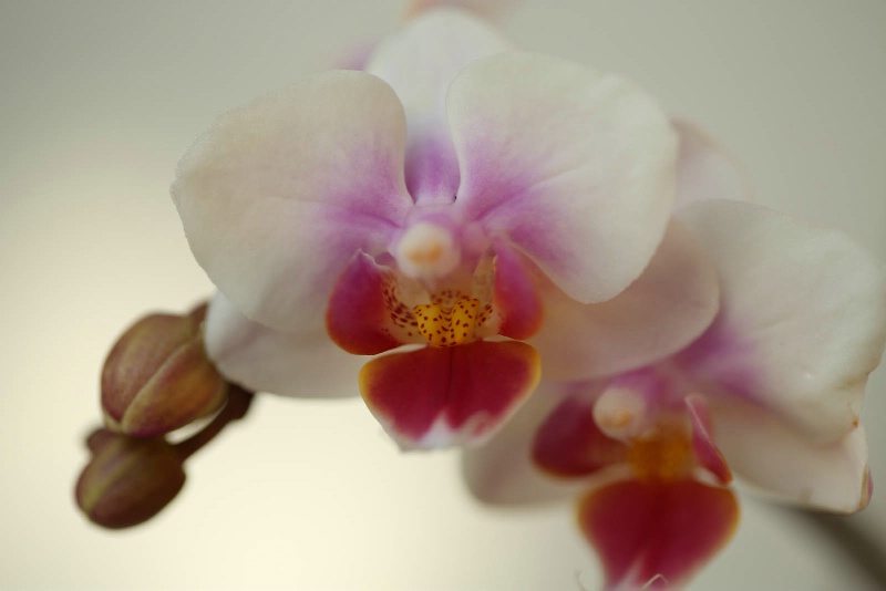 Orchid - Custom WB