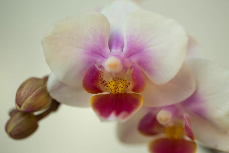 Orchid - Raw