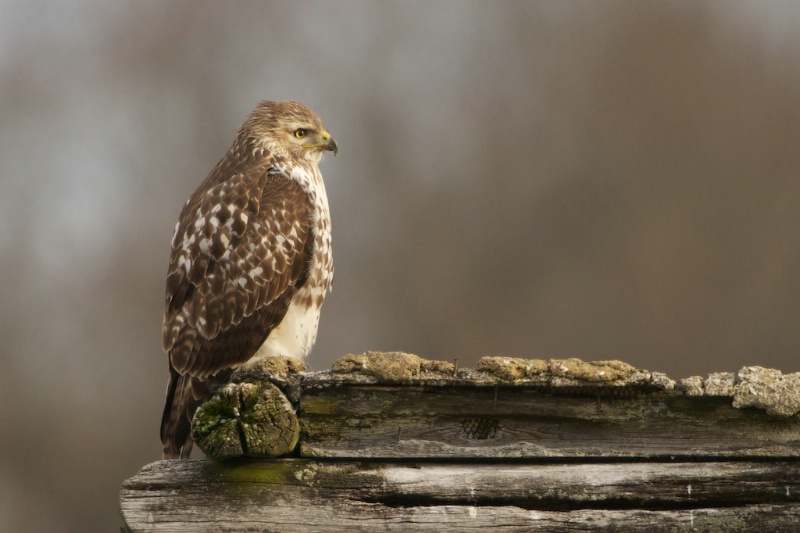 Red Tailed Hawk on Roof of Log Cabin - ID: 13718425 © Kitty R. Kono