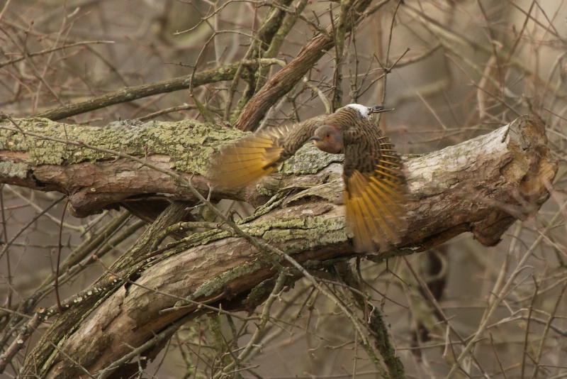 Flicker Flying Through the Woods - ID: 13718437 © Kitty R. Kono