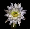 A Cactus flower