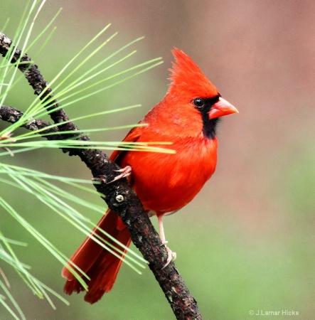 northern cardinal-pose