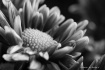 Flower Monochrome...
