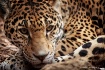 Jaguar - Elective...