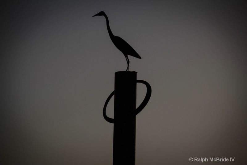 Bird Silhouette at - Dawn