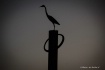 Bird Silhouette a...