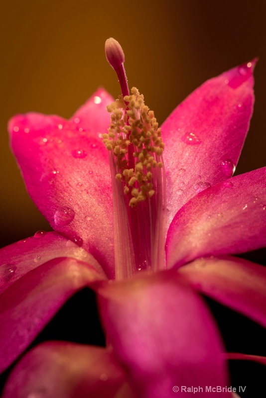 Cactus Flower - Back Light