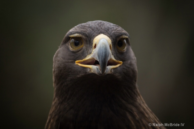 Eagle - Front Lighting