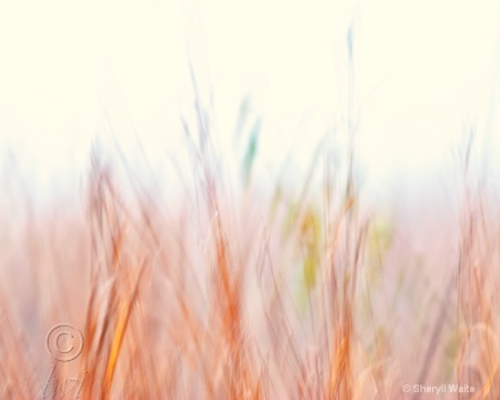 Gettysburg - Abstract Grass