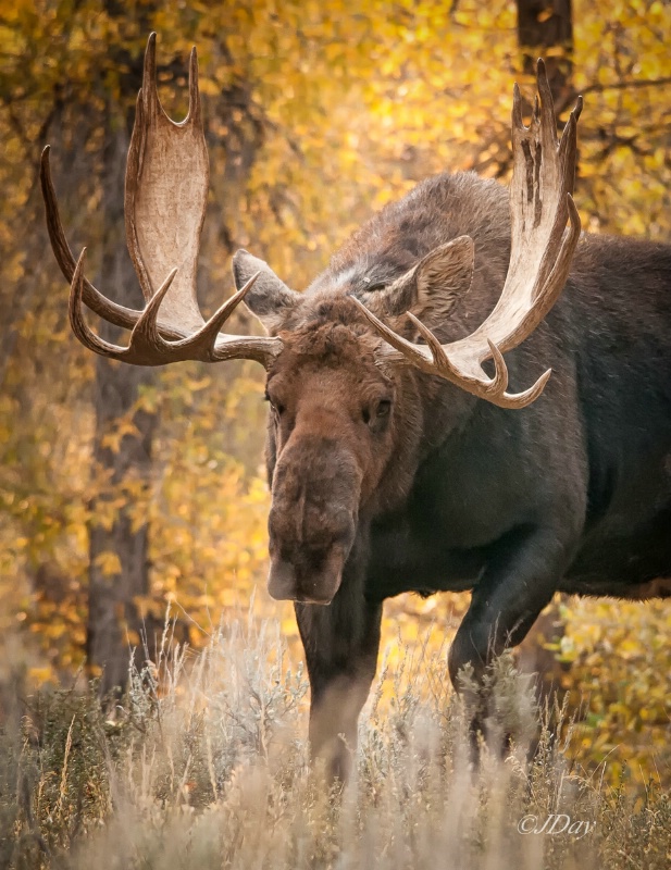 Bull Moose in the Aspens