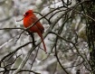 Norther Cardinal