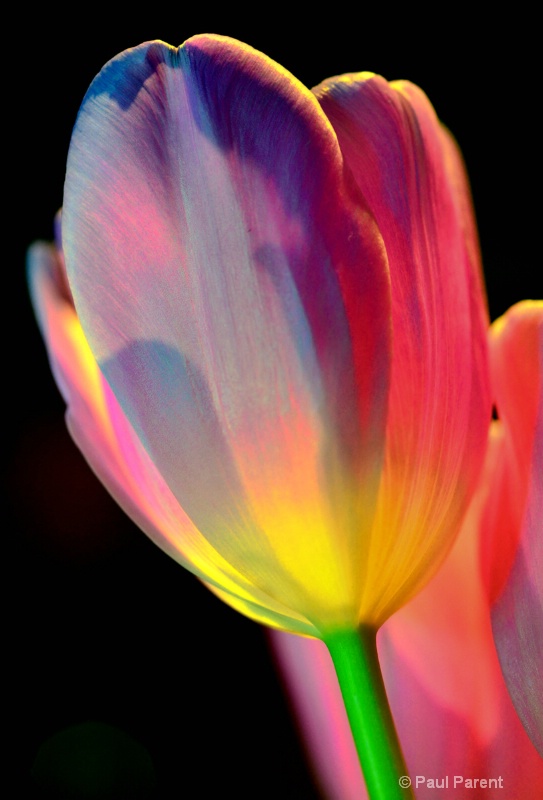 Colorful Tulip - ID: 13719896 © paul parent