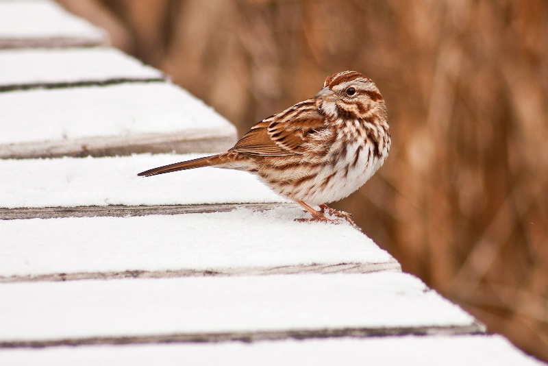 Song Sparrow