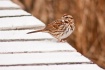 Song Sparrow