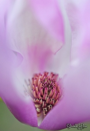 Japanese Magnolia