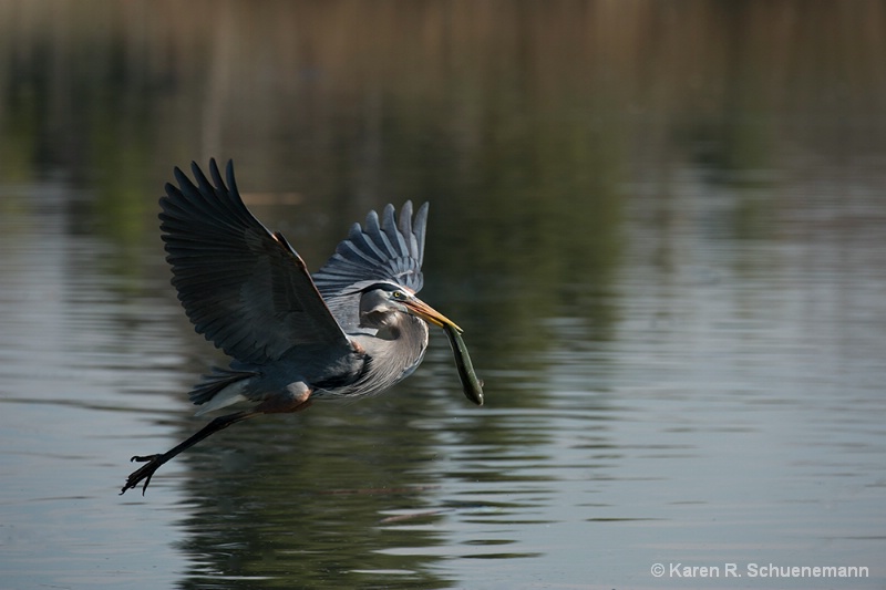 Blue Heron Getaway