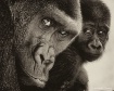 Mother and Baby G...