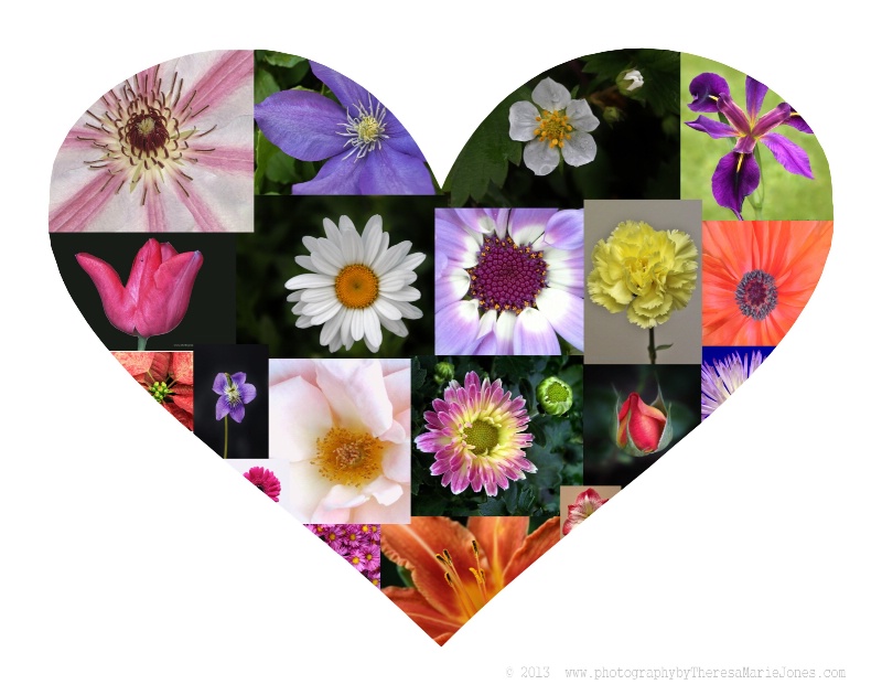 I LOVE PHOTOGRAPHING FLOWERS - ID: 13721656 © Theresa Marie Jones