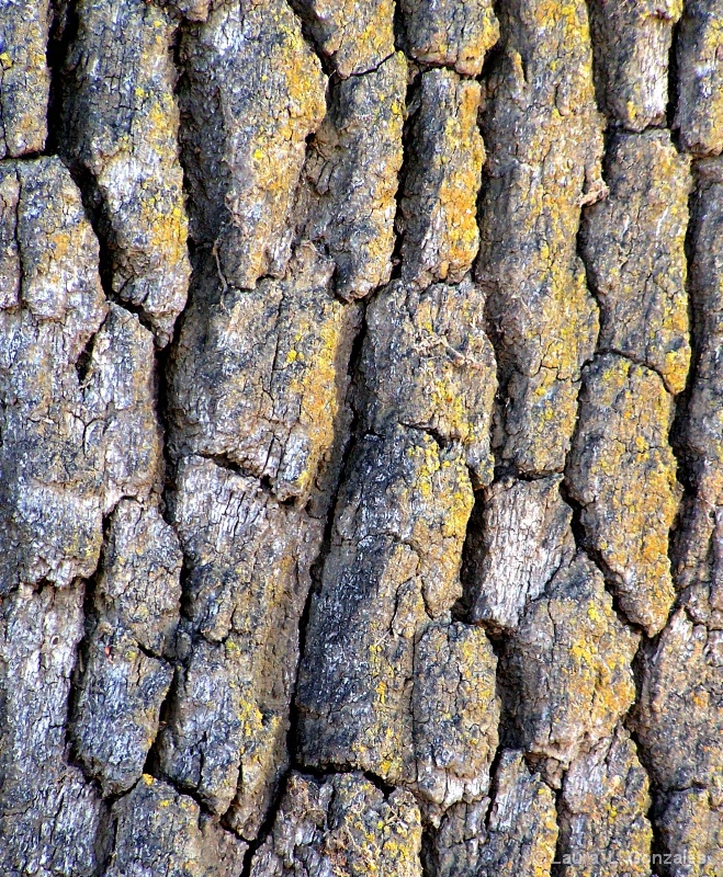 Oak Tree Textures 2