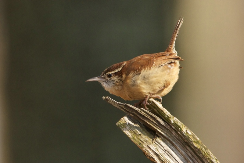 Carolina Wren on a Tree Stump - ID: 13721944 © Kitty R. Kono