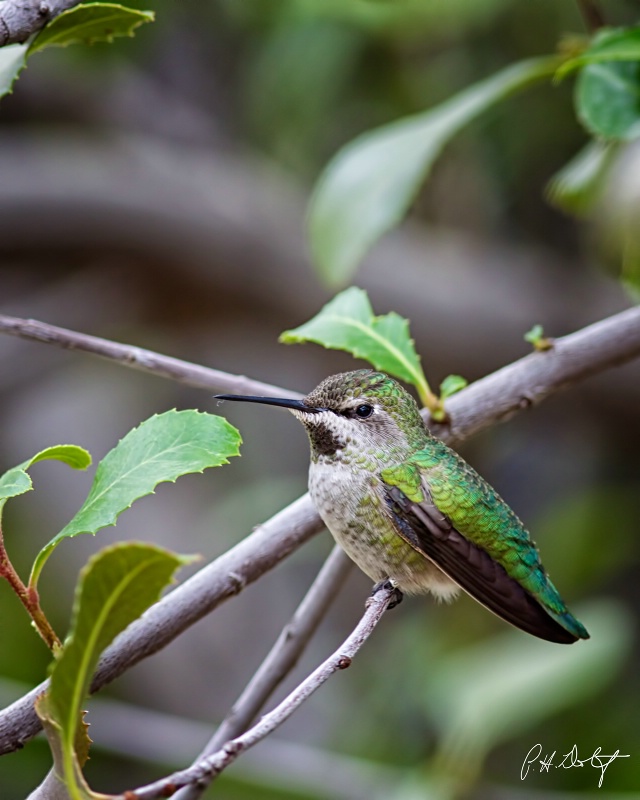 Anna's Hummingbird (Female)