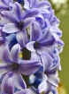 Hyacinth Blooming