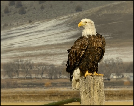 Bald Eagle